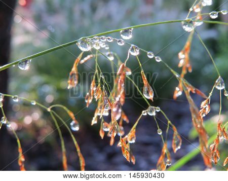 Drops of dew on the plants at the background of the sun