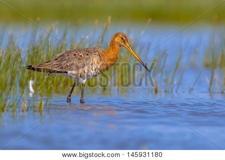 Black Tailed Godwit On A Sunny Afternoon