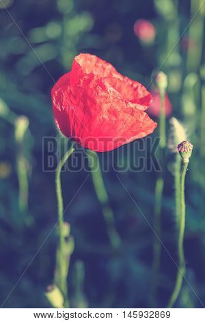 Flowers red poppies in a green field.