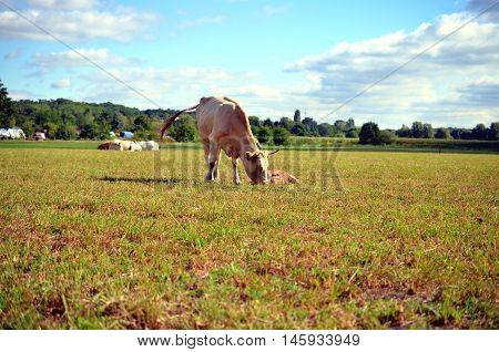 white cow with calf on the meadow in summer