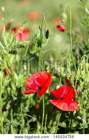 Flowers red poppies in a green field.