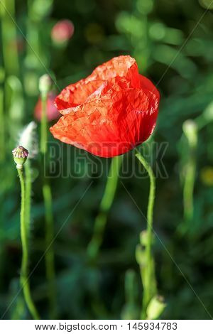Flowers red poppies in a green field.