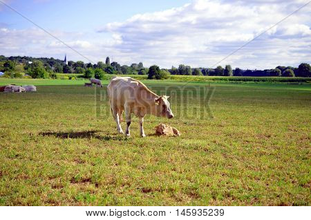 white cow with calf on the meadow in summer