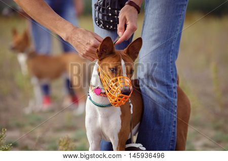 Portrait Of Basenji Dogs Muzzled For A Run