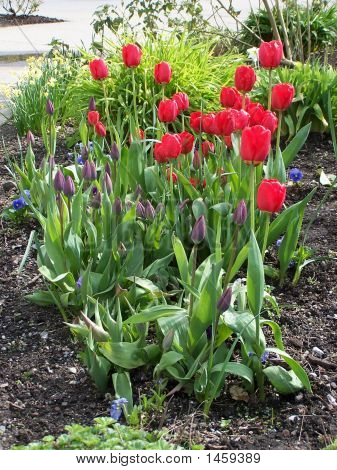Tulipes lumineuses