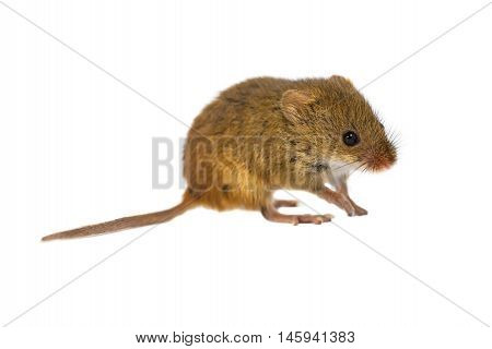 Harvest Mouse On White