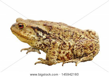 brown common toad isolated over white background full length ( Bufo )