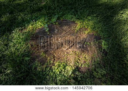 Stump Of A Felled Tree