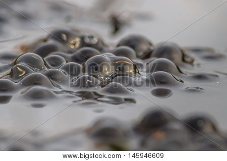 Frog Spawn