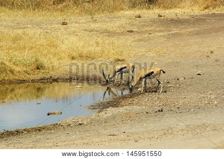 Wild Animals Of Africa: Gazelles