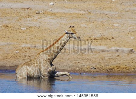 Wild Animals Of Africa: Giraffes