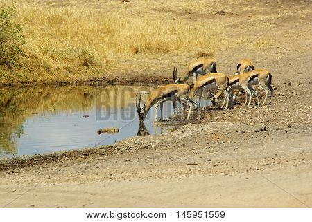 Wild Animals Of Africa: Gazelles