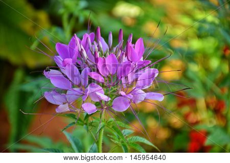purple flower in garden with beautiful nature.