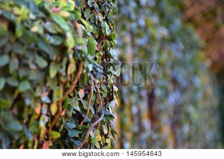 Ficus pumila on brick wall in garden