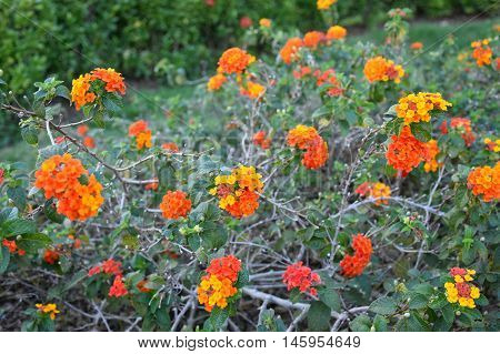 Lantana blossom flower in garden with nature