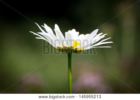 Сhamomile profile on green background.Beautiful summer flower blooming.