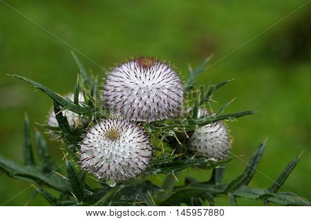 Blossom of the woolly thistle (Cirsium eriophorum)