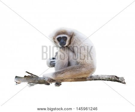 Portrait of White-handed gibbon(Hylobates lar) isolated on white background