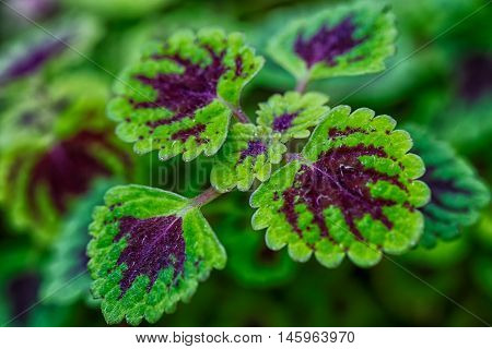 Close up green leave in garden.Beautiful green leave.Green leave macro.
