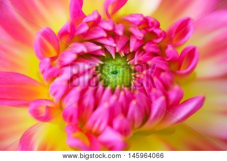 Pink and yellow flower close up.Beautiful flower in garden.Macro Pink and yellow flower