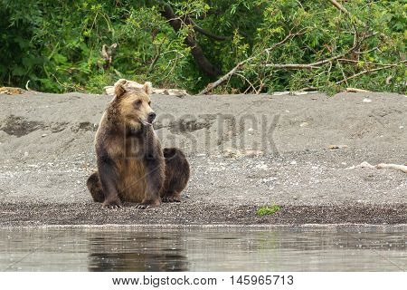 Brown bear on the shore of Kurile Lake. Southern Kamchatka Wildlife Refuge in Russia.