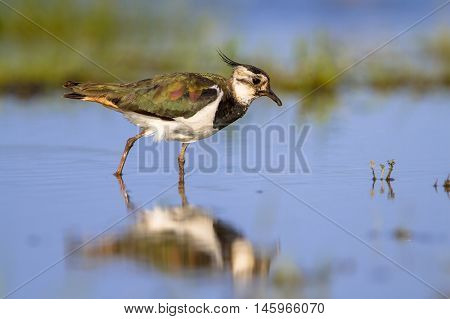 Wading Northern Lapwing