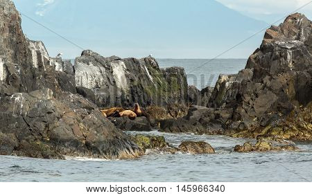 Rookery Steller sea lions. Island in the Pacific Ocean near Kamchatka Peninsula.