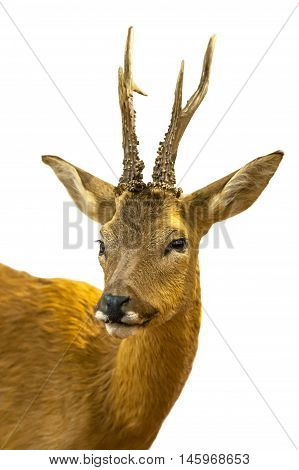 Roe White Background