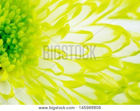 Extreme close up macro image of Green Chrysanthemum Flower. Detail of Lime Green Chrysanthemum Flower
