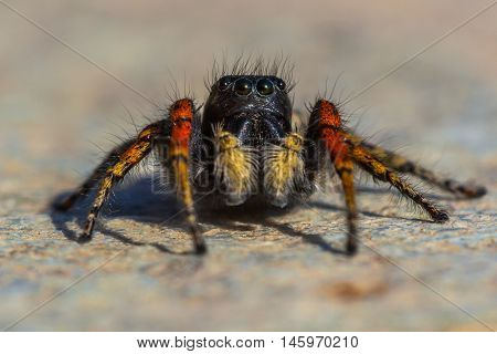 Red And Black Jumping Spider