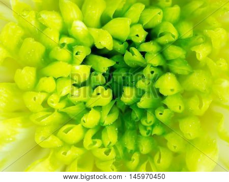 Extreme close up macro image of Green Chrysanthemum Flower. Detail of Lime Green Chrysanthemum Flower