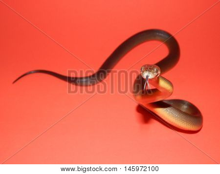 Young Macklot's Python male with his tongue sticking out on a red-orange backdrop.