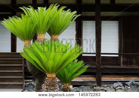 Sago palms in front of Japanese temple