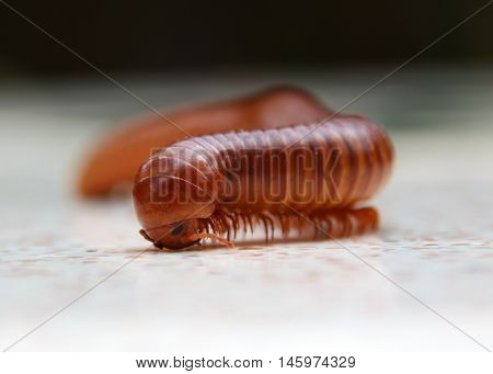 The Alone Millipede with moving to front