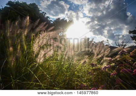 Beautiful Mission Grass in the morning, sunrise