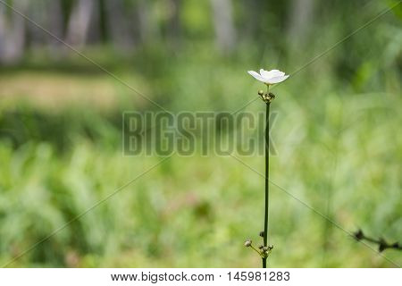 White flowers in forest green in fresh morning shine