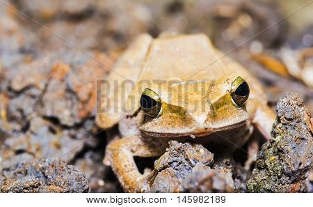 Close-up view of frog ropuha-aga. Focus o the face