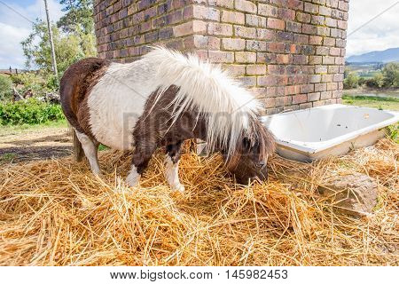 Pony Eating Hay In The Camp