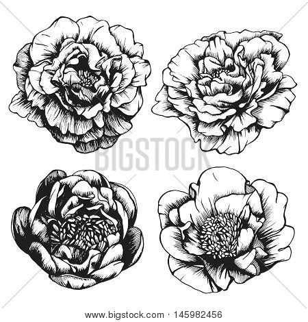 Set of highly detailed hand-drawn Peonies. Vector
