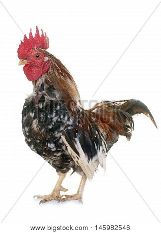 serama rooster in front of white background