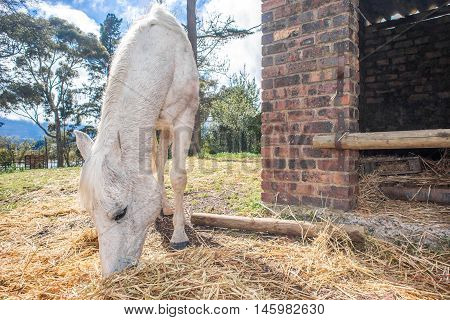 A white horse feeds on hay outside the stables on a bright spring day.