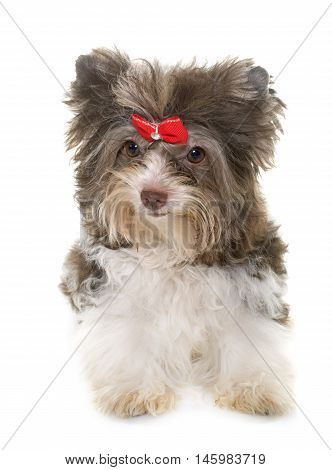 puppy biro yorkshire terrier in front of white background