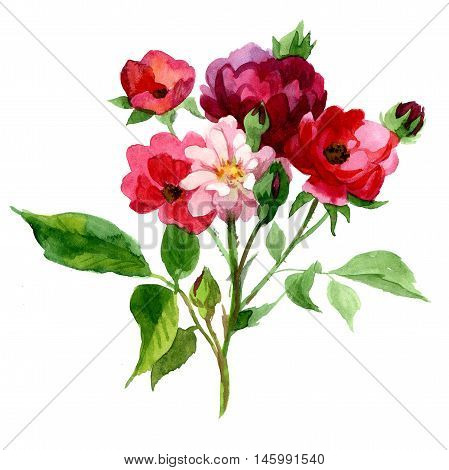 Handwrite peonies floral bouquet in watercolor technic. Could be used for creation: backgrounds, similars, pattern, posters, cards.