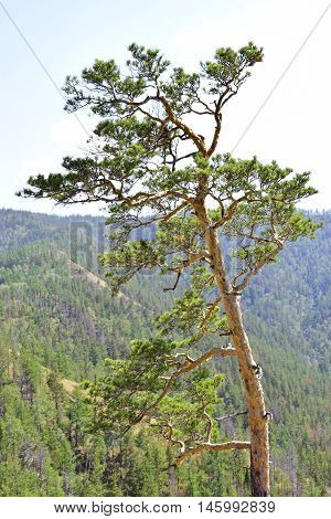 Pine on a background of mountainous terrain