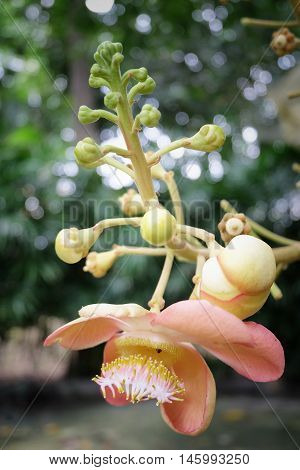 Sal Flower Buddha tree. cannonball flower of Cannonball Tree.