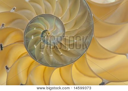 Nautilus Shell