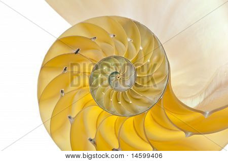 Nautilus Shell