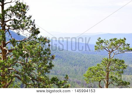 Pine on a background of mountainous terrain