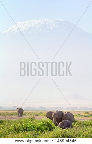 Elephants in front of Kilimanjaro at the background shot at Amboseli national park Kenya. Vertical shot