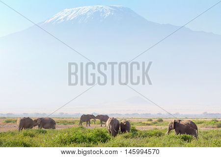 Elephants in front of Kilimanjaro at the background shot at Amboseli national park Kenya. Horizontal shot